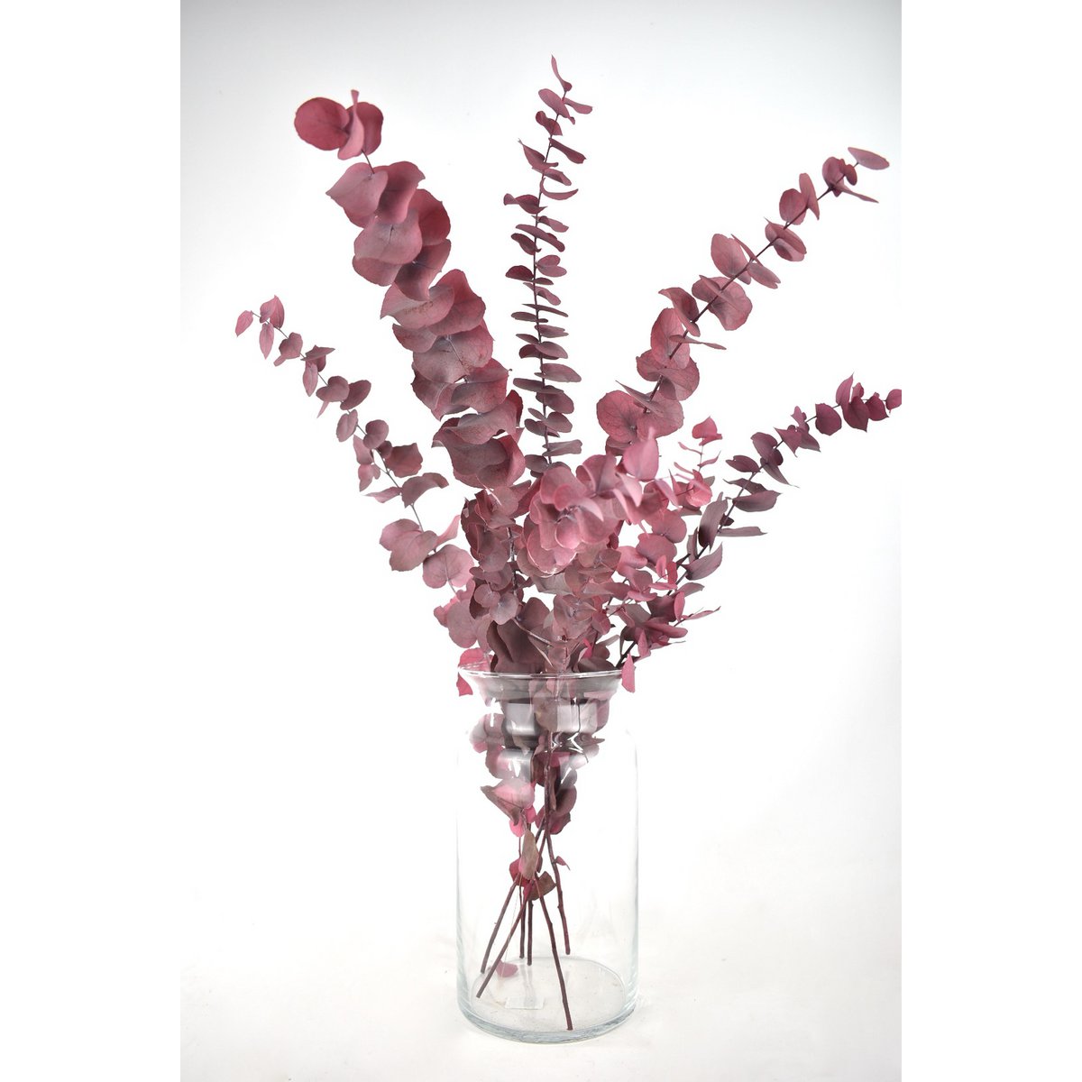 Fiori secchi - Eucalipto conservato - 70 cm