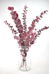 Trockenblumen - Eukalyptus konserviert - 70 cm