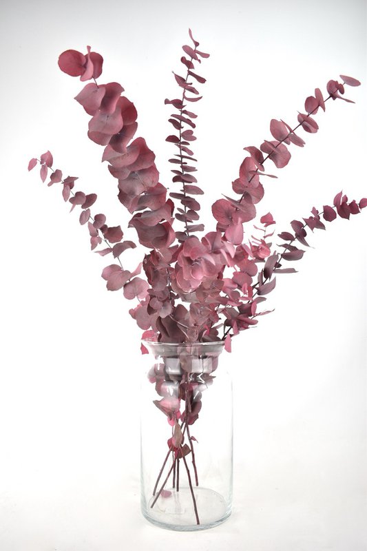 Suszone kwiaty - Eukaliptus zachowany - 70 cm