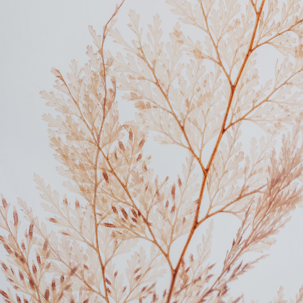 L'Herbarium - pianta sommersa Blush Snowflake Fern