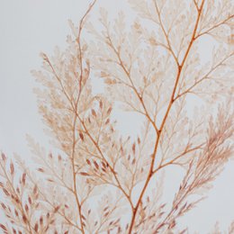 L'Herbarium - pianta sommersa Blush Snowflake Fern