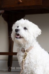 Hundesnor med messing finish - Klassisk - Sand / Taupe