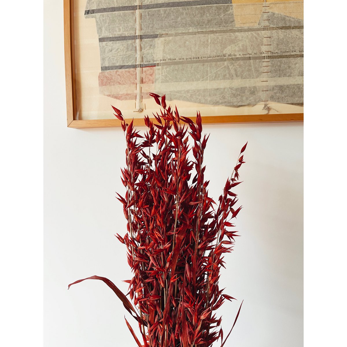 Fiori secchi rossi di Avena