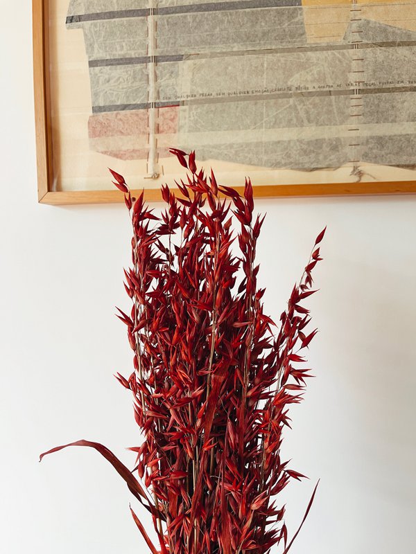 Fiori secchi rossi di Avena