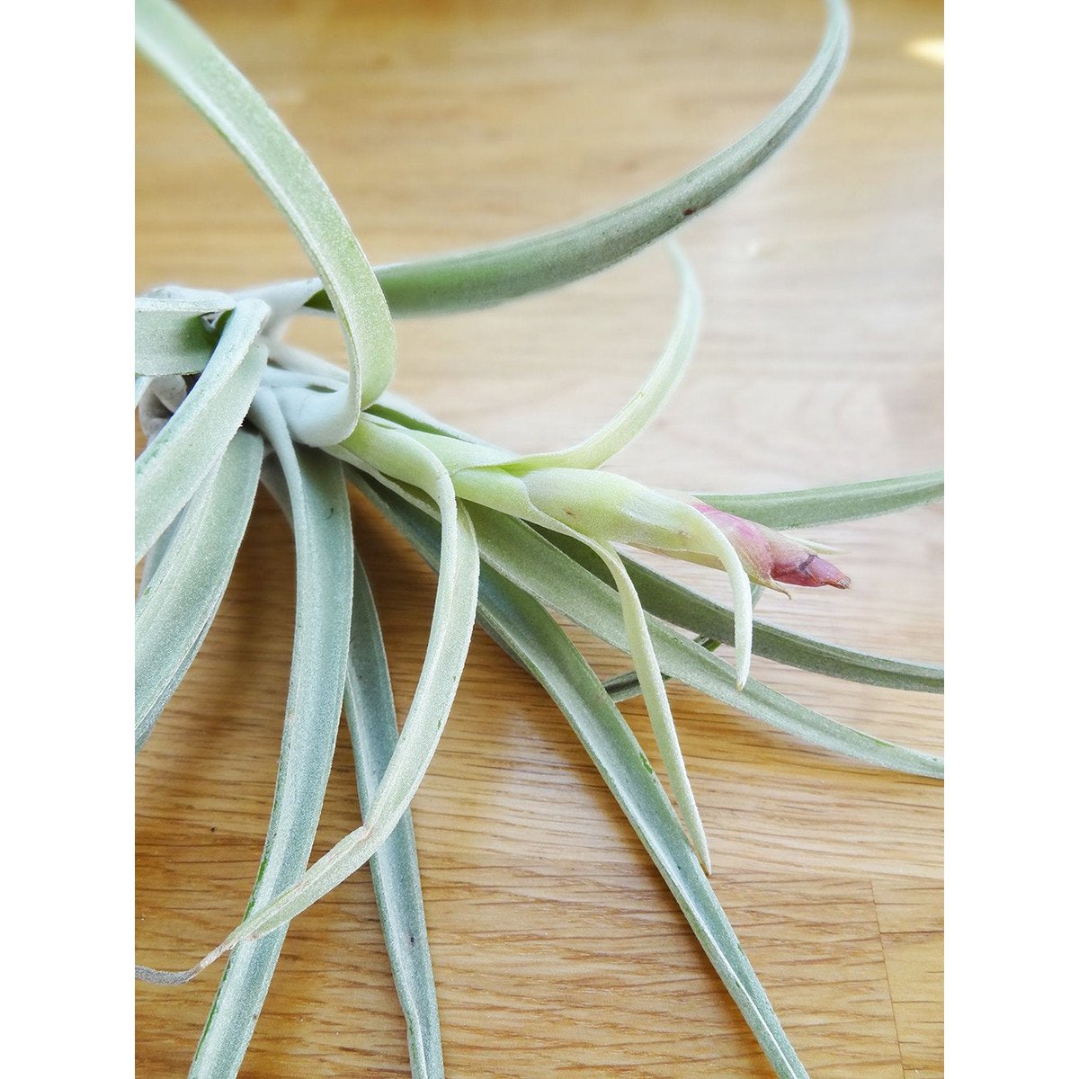 Tillandsia Harissii