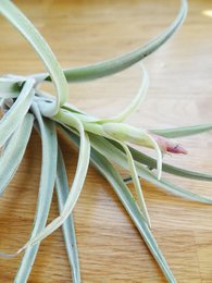 Tillandsia Harissii