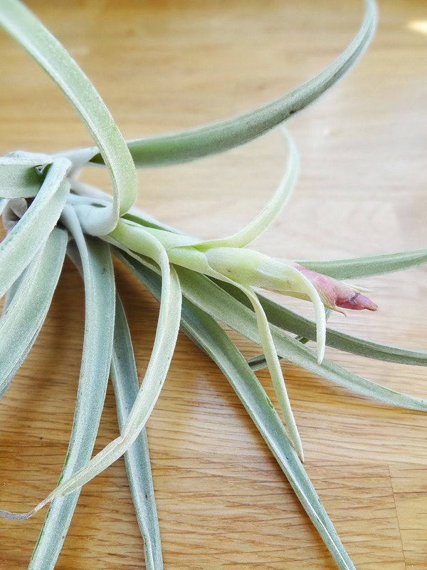 Tillandsia Harissii