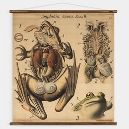 Pfurtscheller Frog Wall Chart