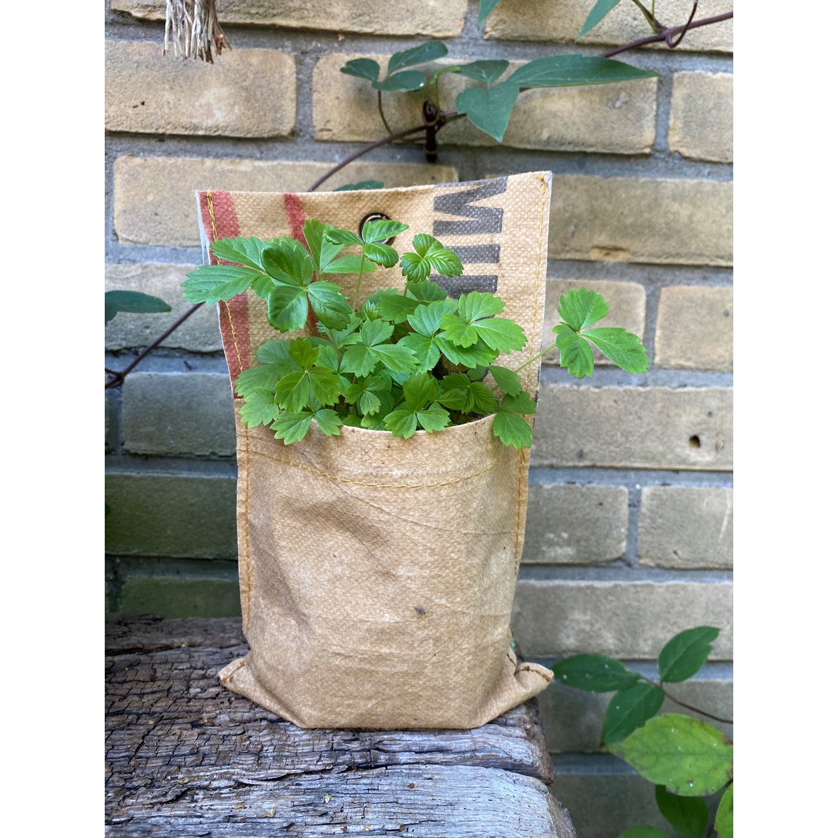 Let it Grow Hängender Garten – Minze