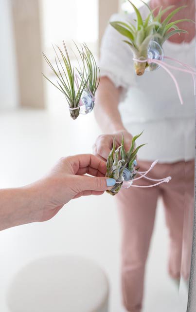 Plant friend with an air plant -suction cup & card -9 -Set -German