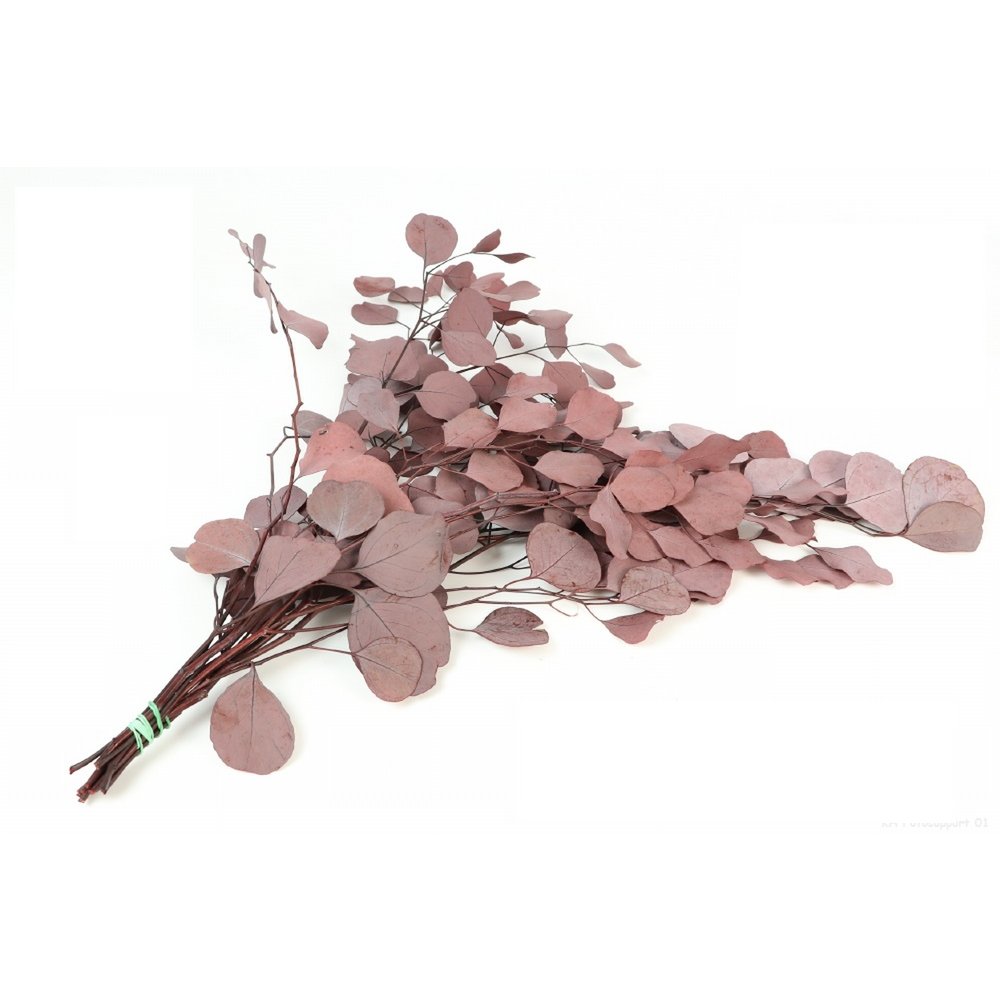 Preserved Eucalyptus Populus, approx. 65cm, approx. 150g, dark red