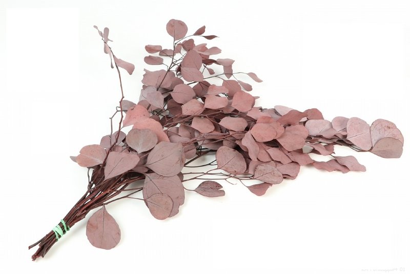 Preserved Eucalyptus Populus, approx. 65cm, approx. 150g, dark red