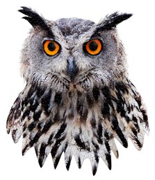 I Am Mini - Uil
