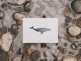 megattera | cartolina
