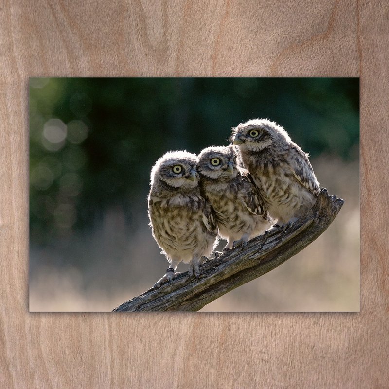 Postcard, Postkarte, 0506 Steinkäuze Trio, Eulen