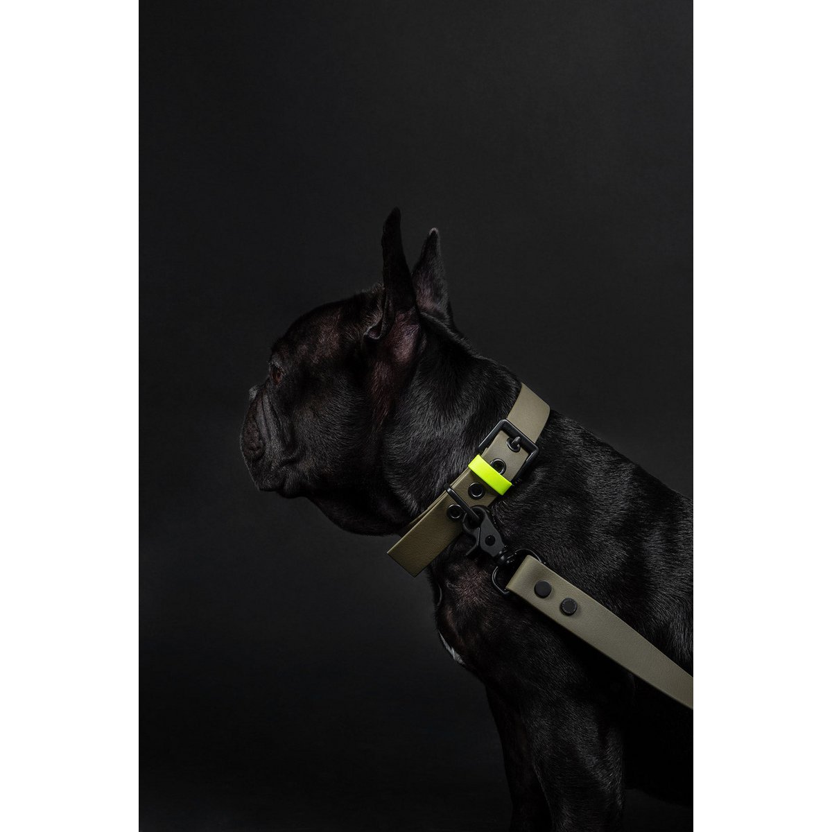 Dog collar C01