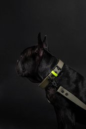 Dog collar C01