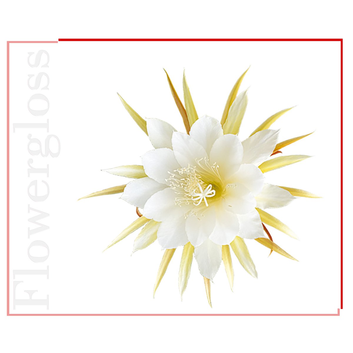Flowergloss FG03 Kadupul blossom | made from fruit and vegetables 💚 Vegan without titanium dioxide “NEW”