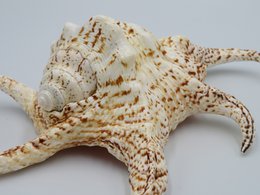 Flet "Lambis chiragra"