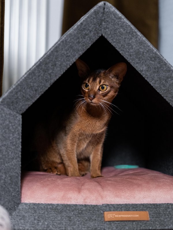 Pethome Perfektes Haus für einen Hund und eine Katze - hellgrau/recycelt