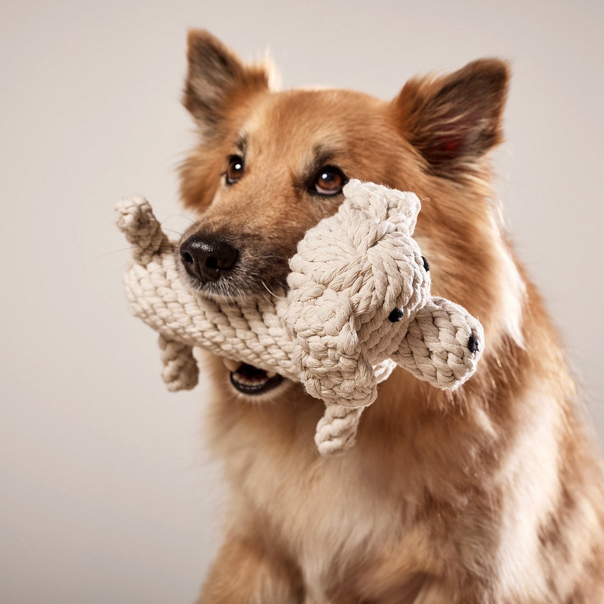 Richie Retriever - giocattolo cult per cani