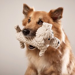 Richie Retriever - kultlegetøj til hunde