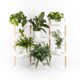 Plant shelves 6 trays