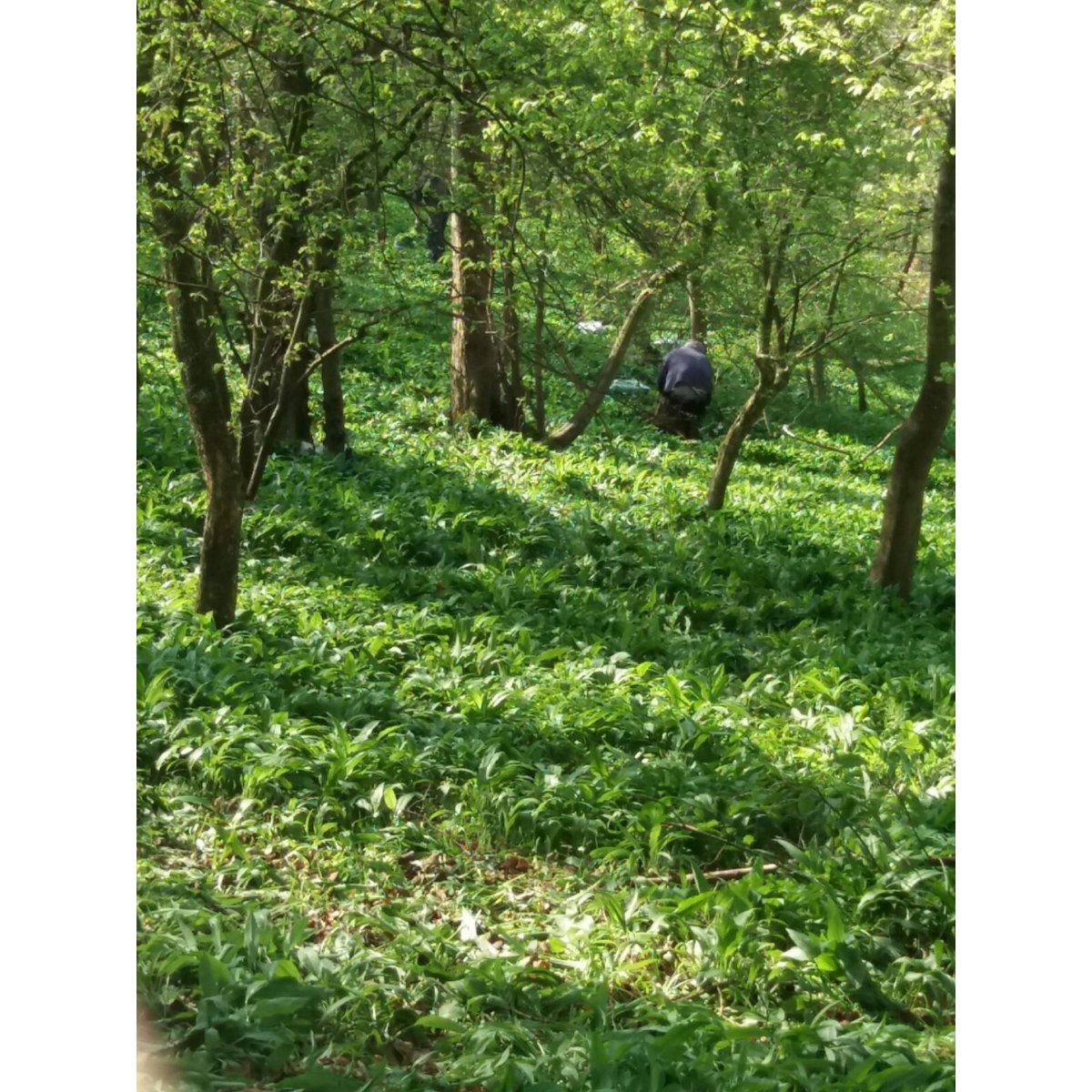 Heidelbeer-Senf mit Bärlauch & Wildheidelbeeren