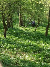 Heidelbeer-Senf mit Bärlauch & Wildheidelbeeren