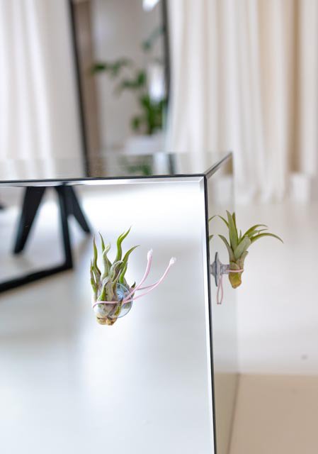 Plant friend with an air plant -suction cup & card -9 -Set -German
