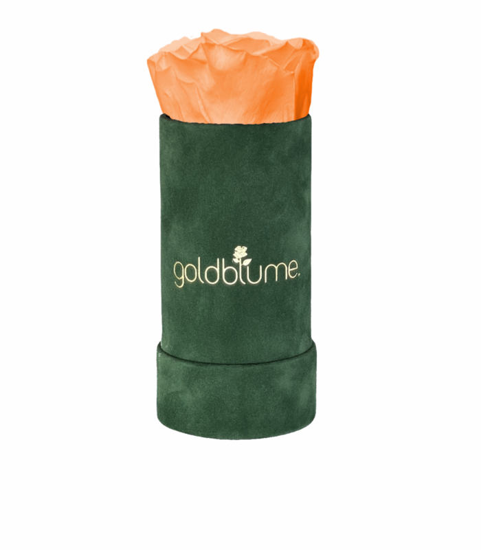 Colección Terciopelo Verde