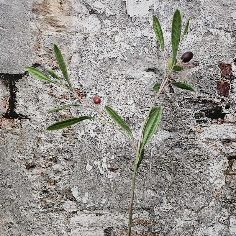 Flowr olijftak 68cm (33124)