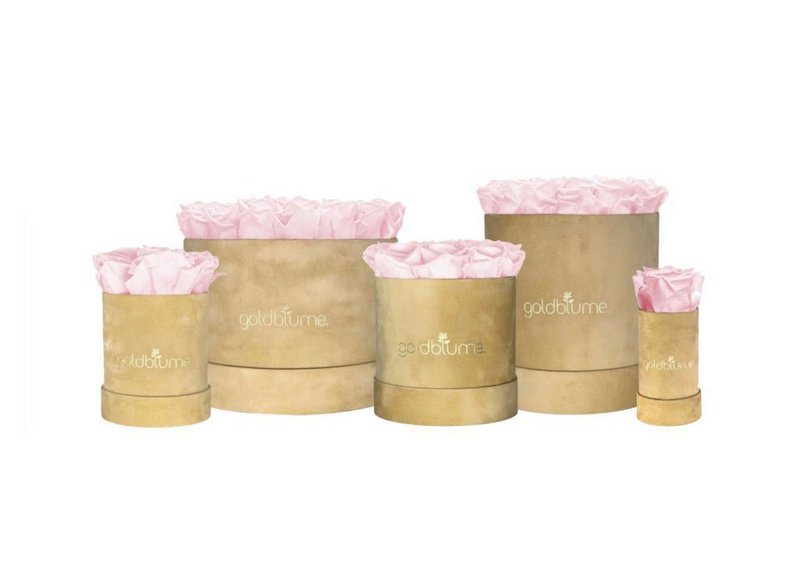 Velvet Beige Collection