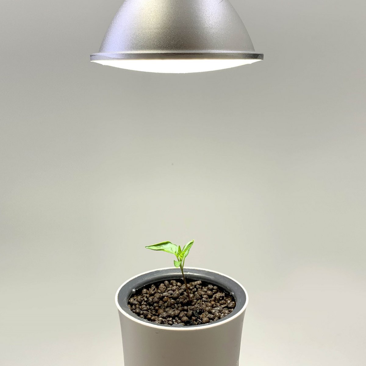 Lampada da coltivazione al botanico 15W (confezione da 6)