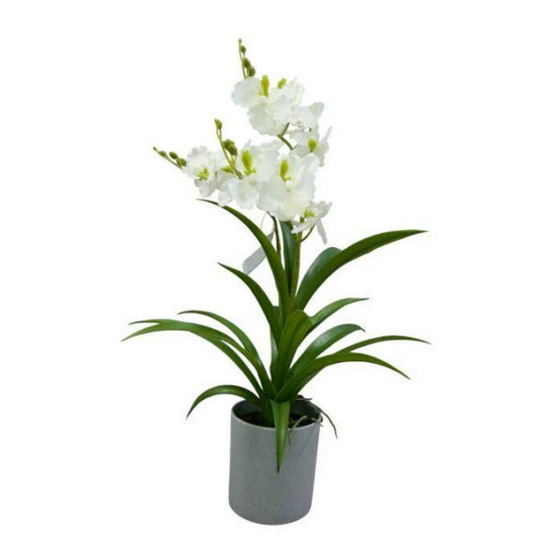 ORCHID IN  POT      1PC       WHITE