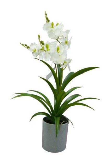ORCHID IN  POT      1PC       WHITE