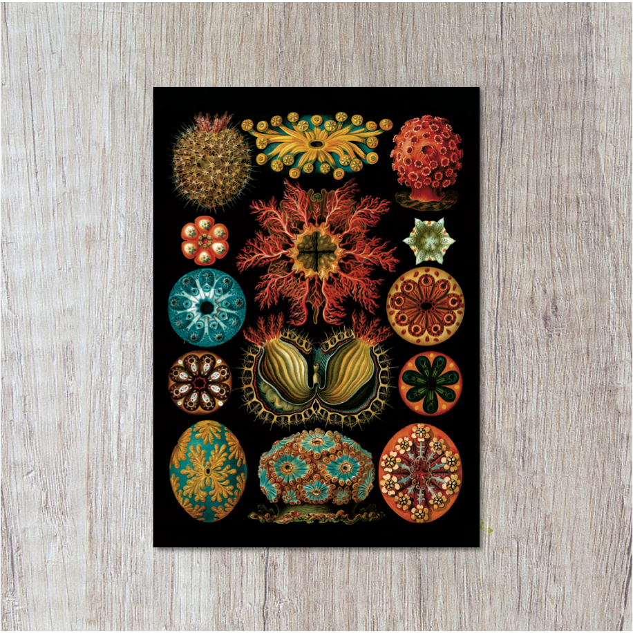 Postcard | Ascidiae