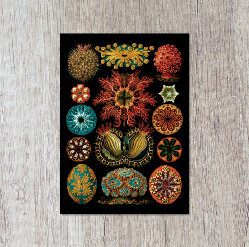 Postcard | Ascidiae