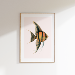 Colorful tropical fish with striped fins and body, depicted in a fine art print.