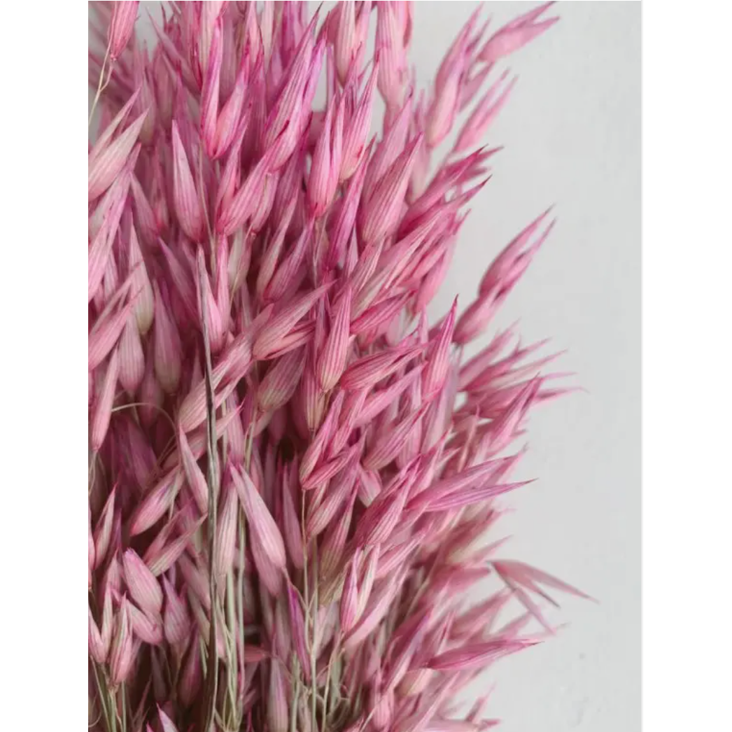 Avena lyserøde tørrede blomster