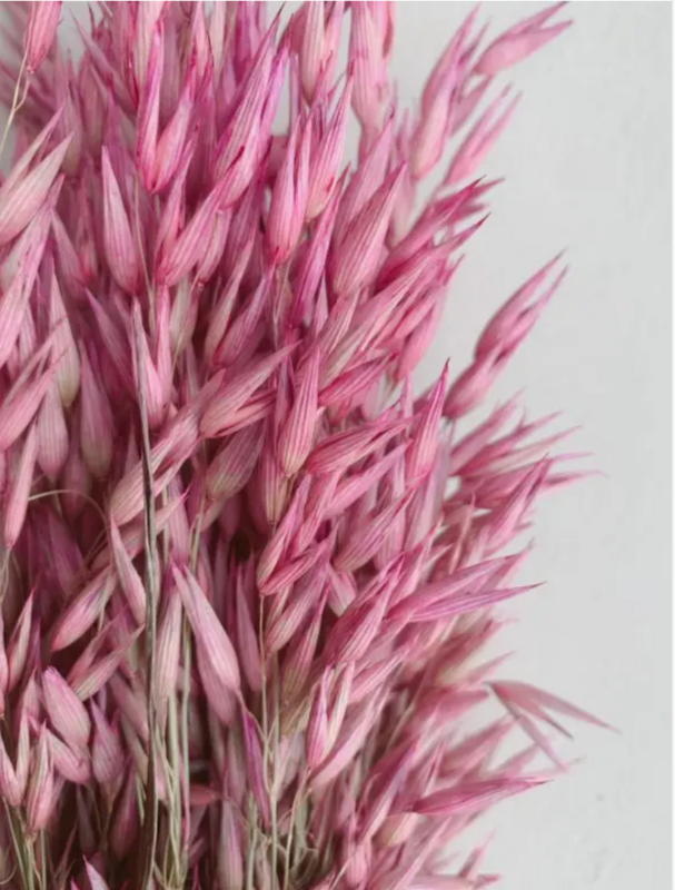 Avena lyserøde tørrede blomster