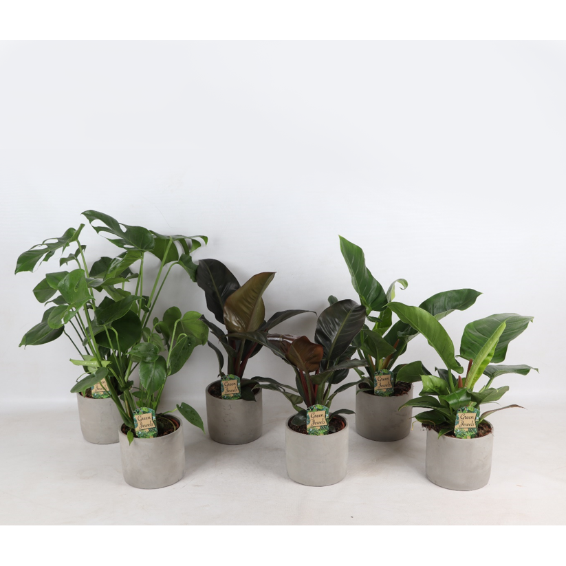 Tropical Mix im Industrial Jolijn Keramiktopf S. 14