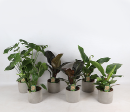 Tropical Mix i Industrial Jolijn keramisk gryde p14