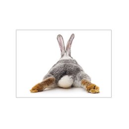 Postcard across, HARE FROM BEHIND