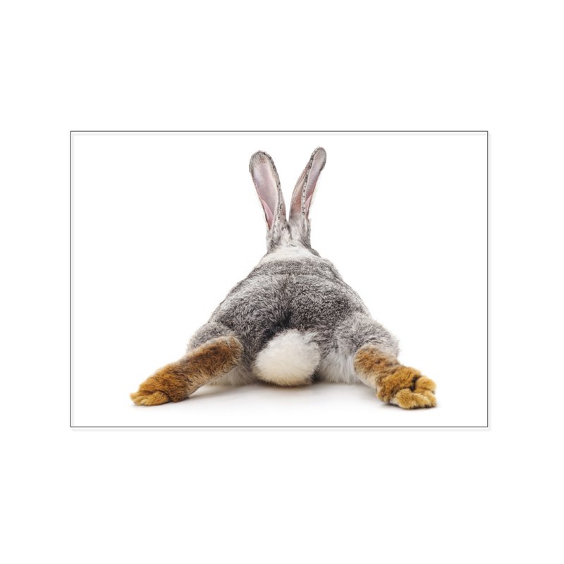 Postcard across, HARE FROM BEHIND