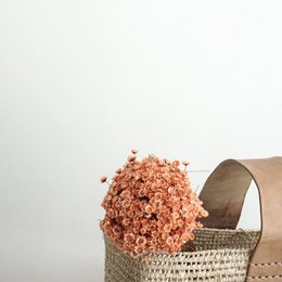 apricot 1 großer Bund