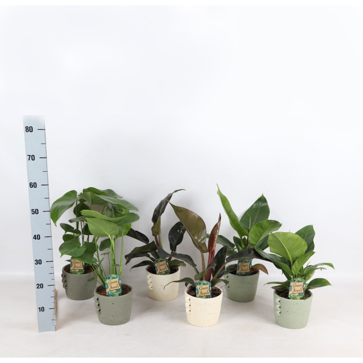 Tropical Mix Neutral w ceramice Dione s. 14