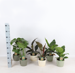 Tropical Mix Neutral i Dione keramik p14