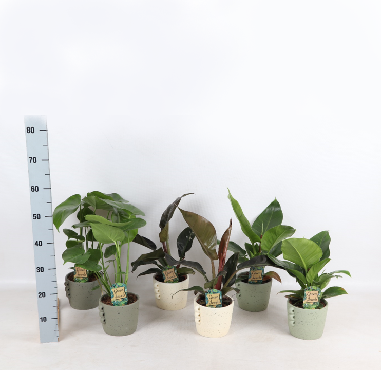 Tropical Mix Neutral i Dione keramik p14