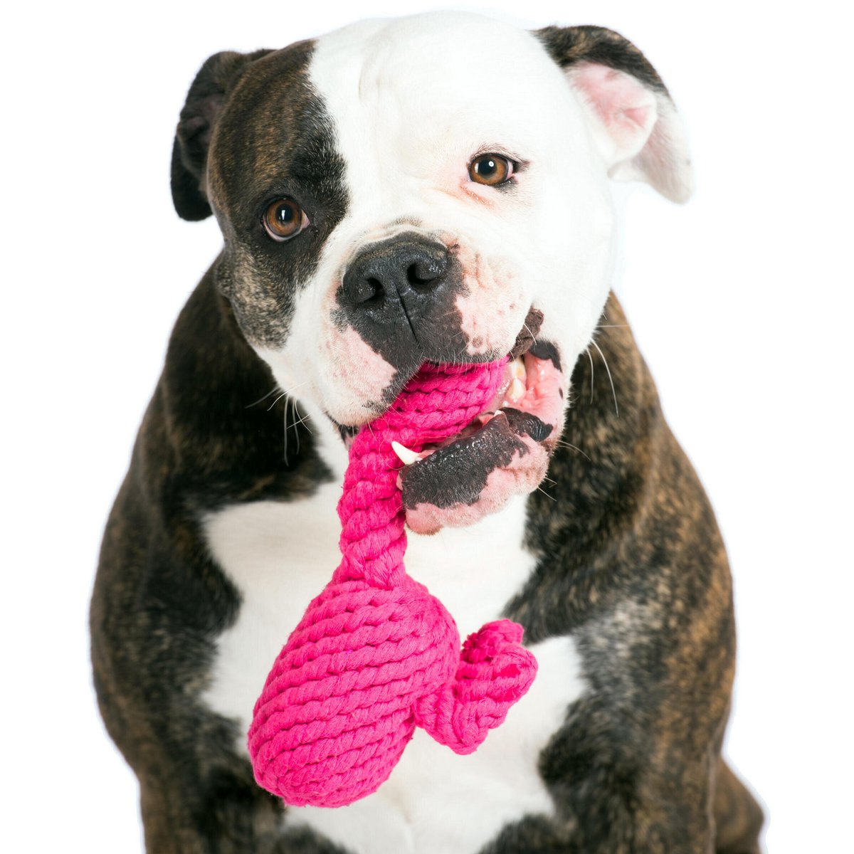 Franzi Flamingo - giocattolo cult per cani